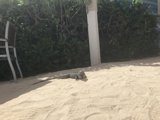 Reptile Relaxation