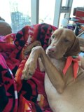 Relaxing with My Furry Companion