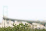 Urban Nature