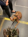 Subway Pup