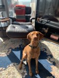 Relaxing with the Vizsla