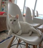 White Cat Lounges on White Chair