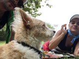 A Canine Encounter