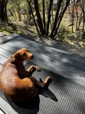 Relaxing in the Sierra National Forest