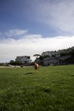 A Canine's Countryside Retreat