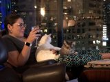 Couch Cats and Company