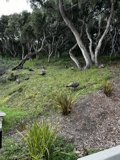 A Peaceful Retreat in the Heart of Carmel