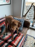 Couch Companion