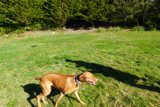 Canine Wanderlust