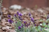 Lavender Dreamscape