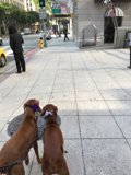 Sidewalk Pals