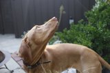 Sky Gazing Hound