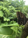 Butterfly Gazing at the World