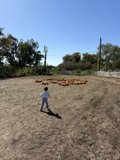 Harvest Stroll
