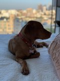 City Pup Lounge