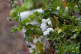 Springtime Geraniums in Bloom