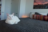 Cushy Companions