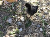 Little Black Chicken in the City