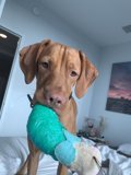 Playtime with a loyal companion