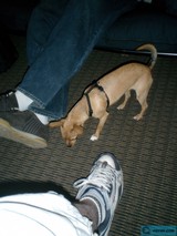 Close Encounter with a Curious Canine