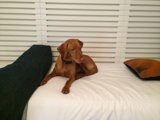 Canine Comfort