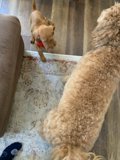 Ruffhousing on the Rug