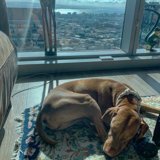 Urban Canine Relaxation