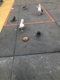 Feathered Friends on the Sidewalk