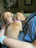 Puppy Love