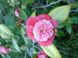 Pink Delight