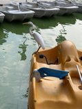 Seafaring Bird