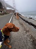 Stylish Dog at the Waterfront Fence