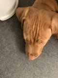Resting Pup by the Bowl