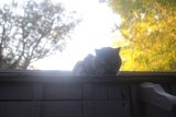 Majestic Black Cat Perched on Fence