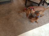 Playtime Pals