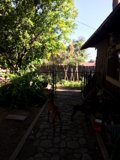 The Path of Two Dogs