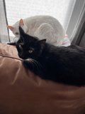 Feline Friends on the Couch