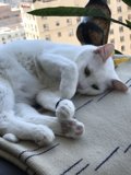 Feline Comfort