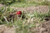 The Lone Cherry