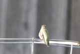 Perched Majesty