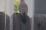 Barred-Back Dove Perched on Weathered Wooden Fence