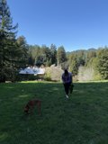 Tranquil Morning Stroll in Guerneville