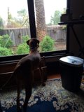 Canine Curiosity