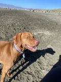Sandy Paws
