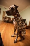Hardwood Hound