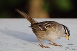 White-Crowned Sparrow Foraging on White Surface