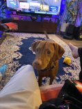 Man's Best Couch Companion