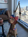 Patriotic Pooch