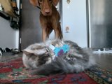 Furry Friends at Play