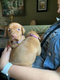 Puppies and Cuddles